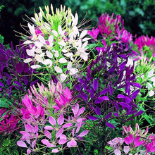 Load image into Gallery viewer, 300 Cleome Queen Mixed Color Flower Seeds
