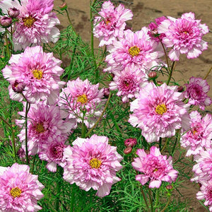 50 Double Dutch Rose Cosmos Flower Seeds