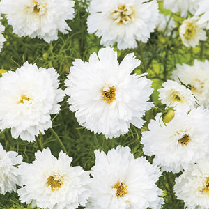 50 Double Dutch White Cosmos Flower Seeds