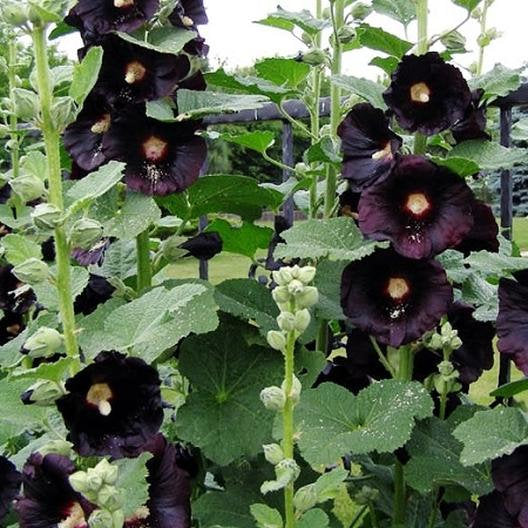dark flower seeds 30 Black Hollyhock Flower Seeds
