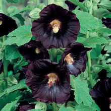 Load image into Gallery viewer, 30 Black Hollyhock Flower Seeds

