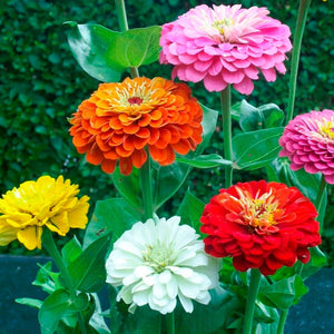 100 Giant Gold Medal Mixed Color Zinnia Flower Seeds
