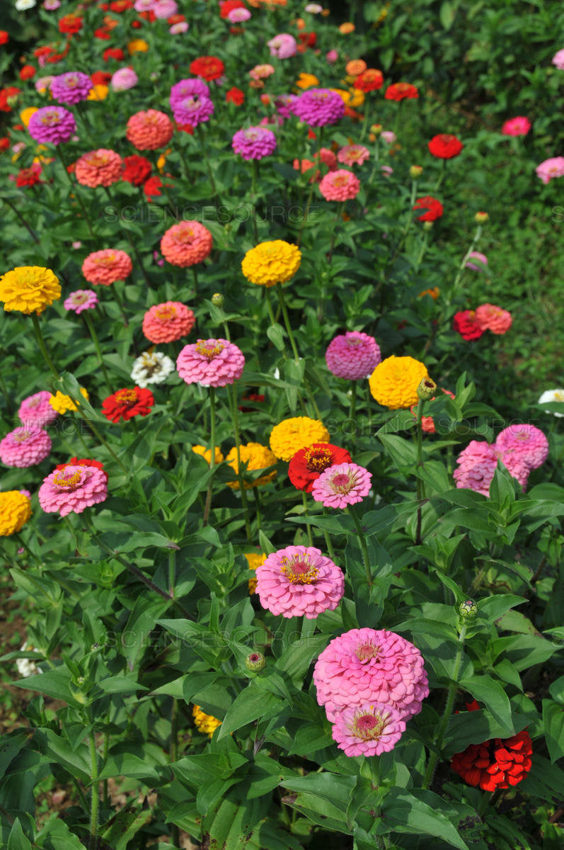 Spring Color Zinnia 100 Gold Medal Mixed Color Zinnia Flower Seeds – New Hill Farms