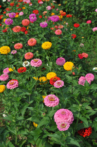 100 Giant Gold Medal Mixed Color Zinnia Flower Seeds