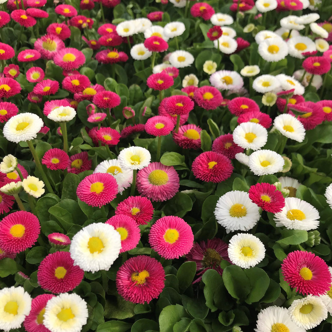 english flower seeds 200 English Daisy Flower Seeds, Size: Small