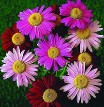 Load image into Gallery viewer, 100 Robinson&#39;s Painted Daisy Flower Seeds
