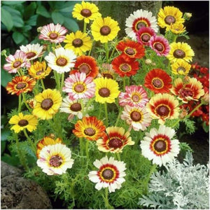 200 Painted Daisy Flower Seeds