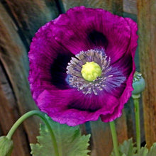 Load image into Gallery viewer, 500 Lauren&#39;s Grape Poppy Flower Seeds
