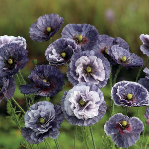 50 "Amazing" Grey Poppy Flower Seeds