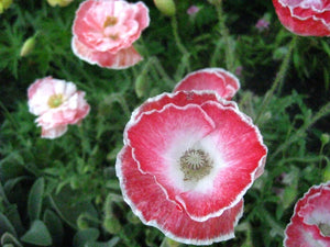 300 Falling in Love Poppy Flower Seeds