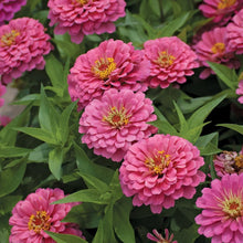 Load image into Gallery viewer, 100 Giant Zinnia &quot;Miss Wilmont&quot; Pink Flower Seeds
