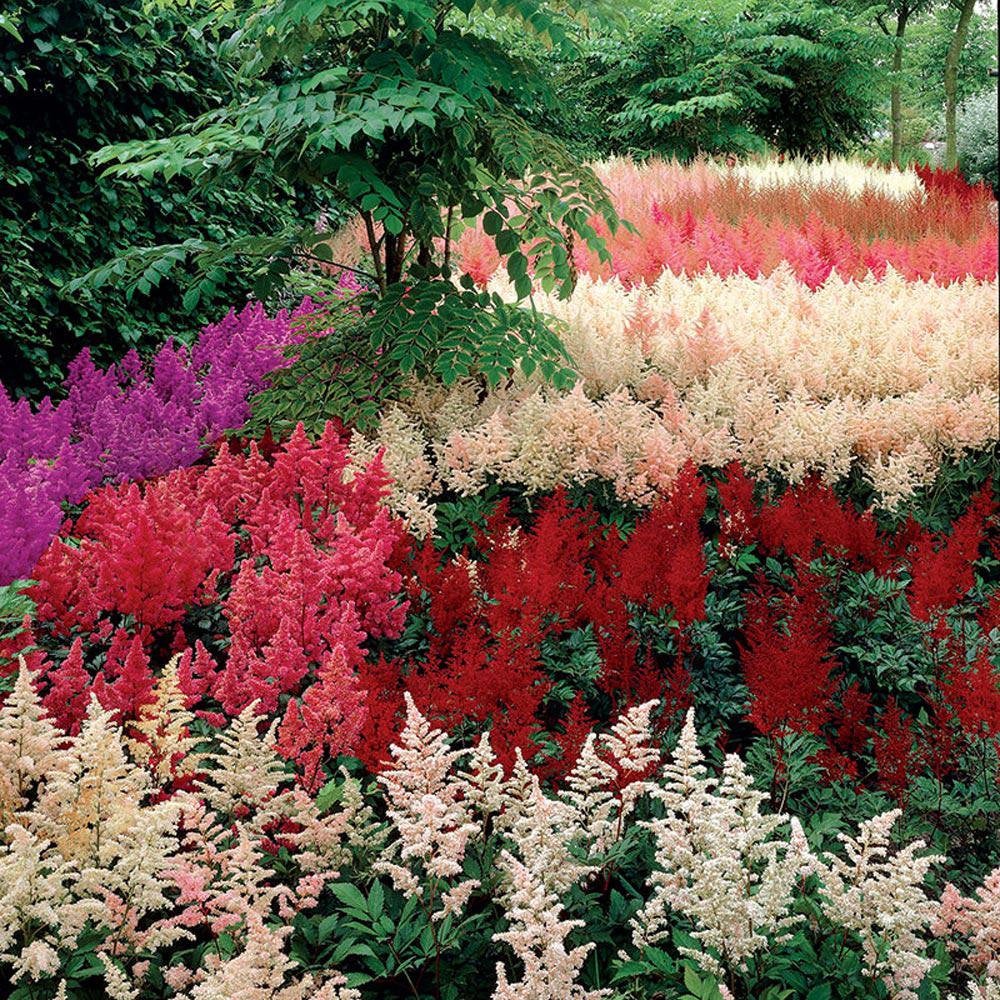 fertilizer for astilbe plants 50 Bunter Astilbe Flower Seeds