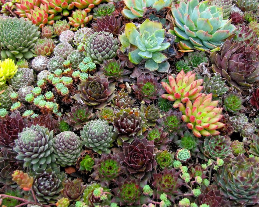 succulent sempervivum flower 50 Hippie Chicks Succulent Sempervivum Flower Seeds