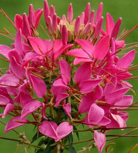 Load image into Gallery viewer, 200 Cleome Cherry Queen Flower Seeds
