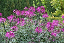Load image into Gallery viewer, 200 Cleome Violet Queen Flower Seeds
