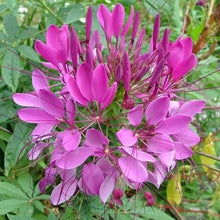 Load image into Gallery viewer, 200 Cleome Violet Queen Flower Seeds
