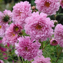 Load image into Gallery viewer, 50 Double Dutch Rose Cosmos Flower Seeds
