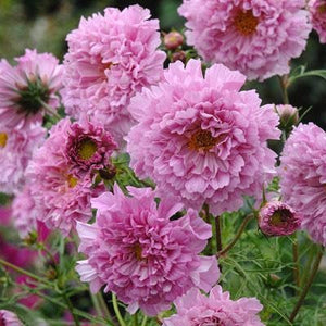 50 Double Dutch Rose Cosmos Flower Seeds