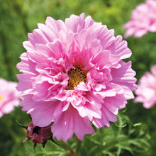 Load image into Gallery viewer, 50 Double Dutch Rose Cosmos Flower Seeds
