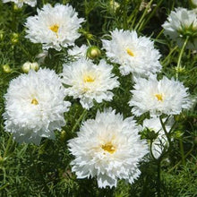 Load image into Gallery viewer, 50 Double Dutch White Cosmos Flower Seeds
