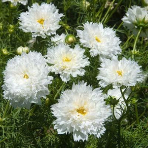 50 Double Dutch White Cosmos Flower Seeds