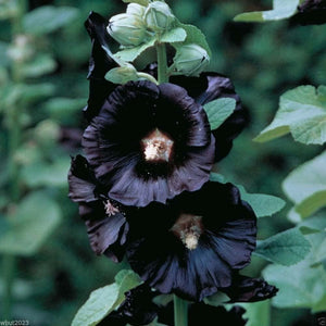 30 Black Hollyhock Flower Seeds
