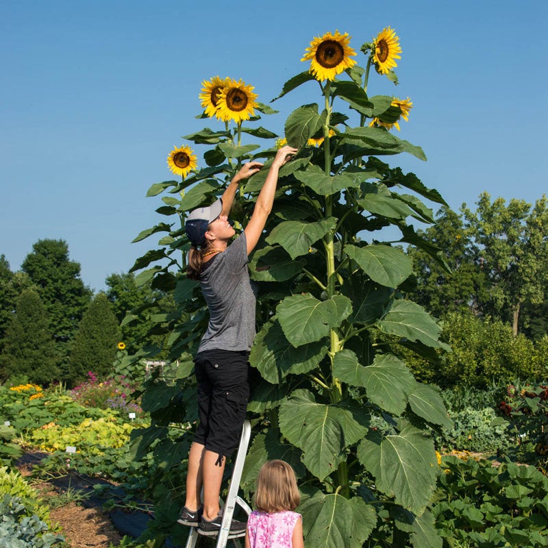 20 American Giant Sunflower Seeds
