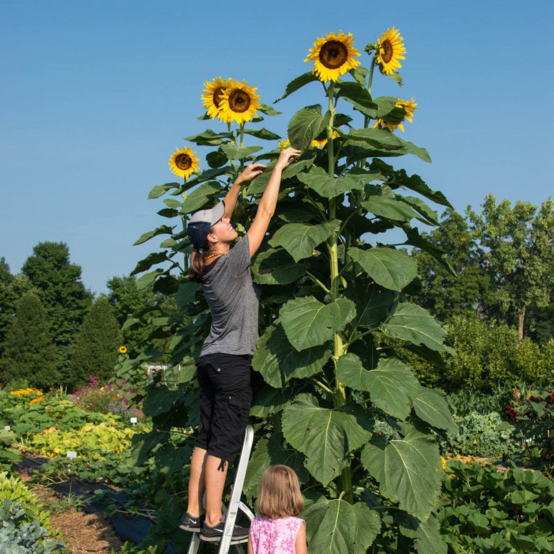 big sunflower seeds to plant 20 American Giant Sunflower Seeds