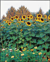 Load image into Gallery viewer, 20 American Giant Sunflower Seeds
