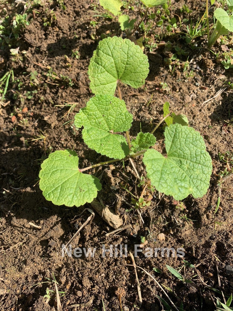 planting hollyhock seeds in spring 50 Indian Spring Heirloom Hollyhock Flower Seeds – New Hill Farms