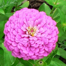 Load image into Gallery viewer, 100 Giant Zinnia &quot;Miss Wilmont&quot; Pink Flower Seeds
