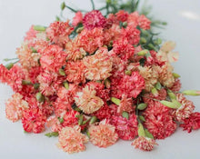 Load image into Gallery viewer, 100 Orange Sherbet French Carnation Flower Seeds
