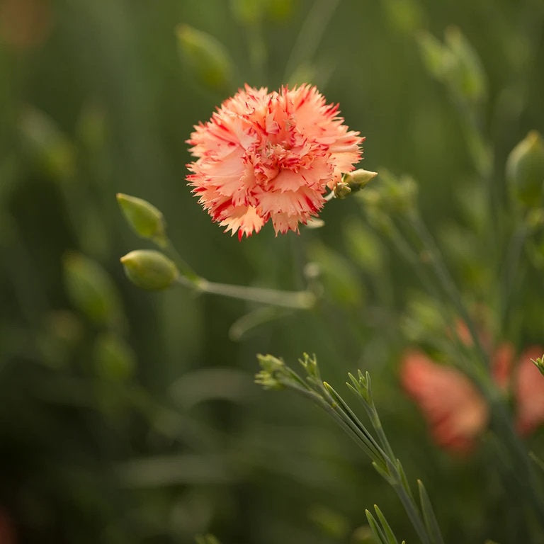 carnation plant seeds 100 Orange Sherbet French Carnation Flower Seeds