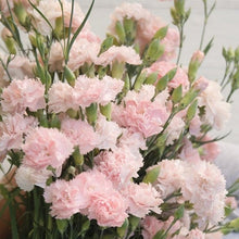 Load image into Gallery viewer, 100 Le France Pink French Carnation Seeds
