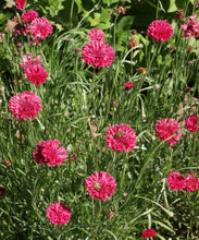 Load image into Gallery viewer, 300 Dark Red Bachelor Button Seeds
