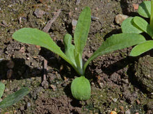 Load image into Gallery viewer, 300 Dark Red Bachelor Button Seeds
