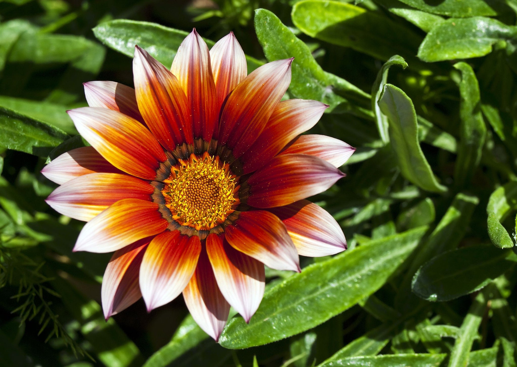 gazania plant seeds 50 Gazania Flower Seeds