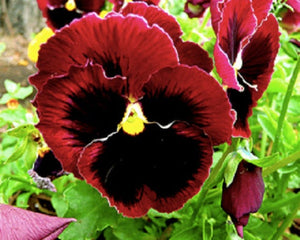 200 Swiss Giants Pansy Mixed Color Flower Seeds