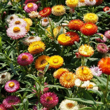 Load image into Gallery viewer, 300 Tall Mixed Color Strawflower Flower Seeds
