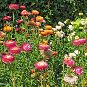 300 Tall Mixed Color Strawflower Flower Seeds