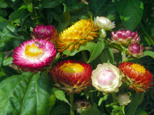 Load image into Gallery viewer, 300 Tall Mixed Color Strawflower Flower Seeds
