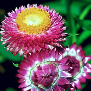 300 Tall Mixed Color Strawflower Flower Seeds