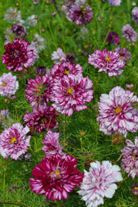 25 Double Click Violet Cosmos Flower Seeds