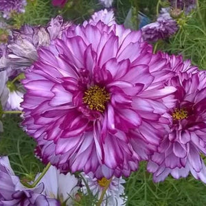 25 Double Click Violet Cosmos Flower Seeds