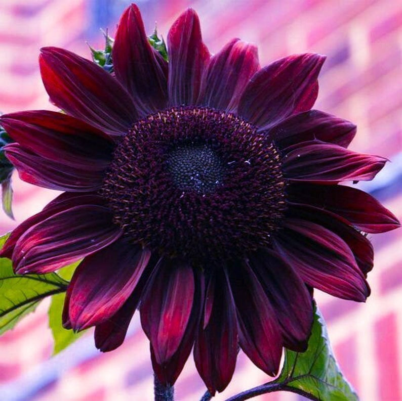 purple sunflower seeds for planting 40 Chocolate Cherry Sunflower Seeds – New Hill Farms