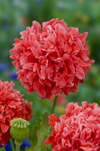 Load image into Gallery viewer, 500 Salmon Double Peony Poppy Flower Seeds
