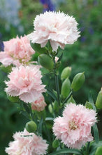 Load image into Gallery viewer, 100 Le France Pink French Carnation Seeds
