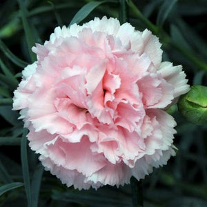 100 Le France Pink French Carnation Seeds
