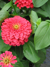 Load image into Gallery viewer, 100 Zinnia &quot;Coral Beauty&quot; Flower Seeds
