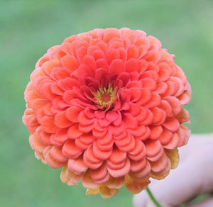 100 Zinnia "Coral Beauty" Flower Seeds